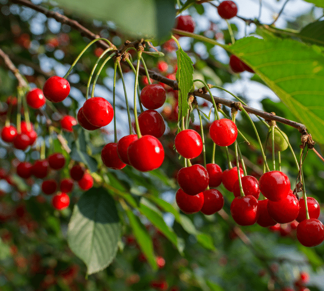 Cherry Tree Fertilizer Haifa Group